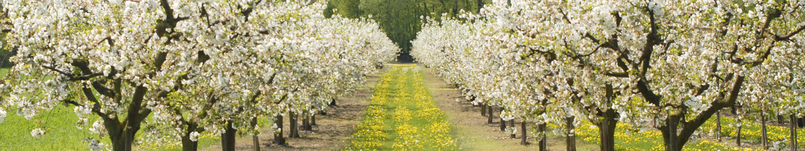 Blick in eine blühende Obstbaumanlage ©Feuerbach